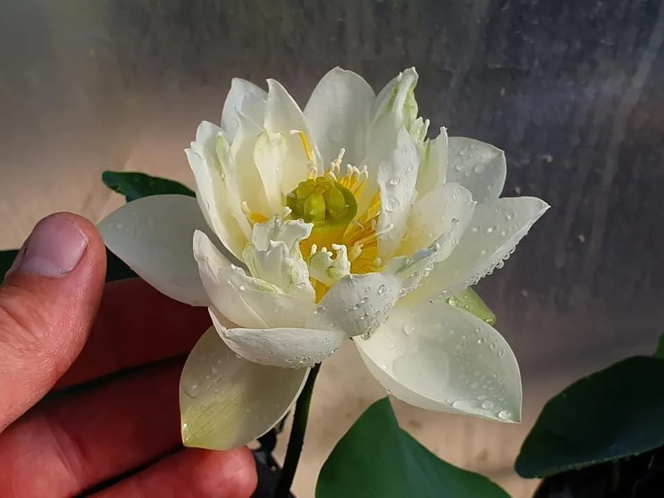 Diamond Dust - Bling Bling Lotus (Bare Root)