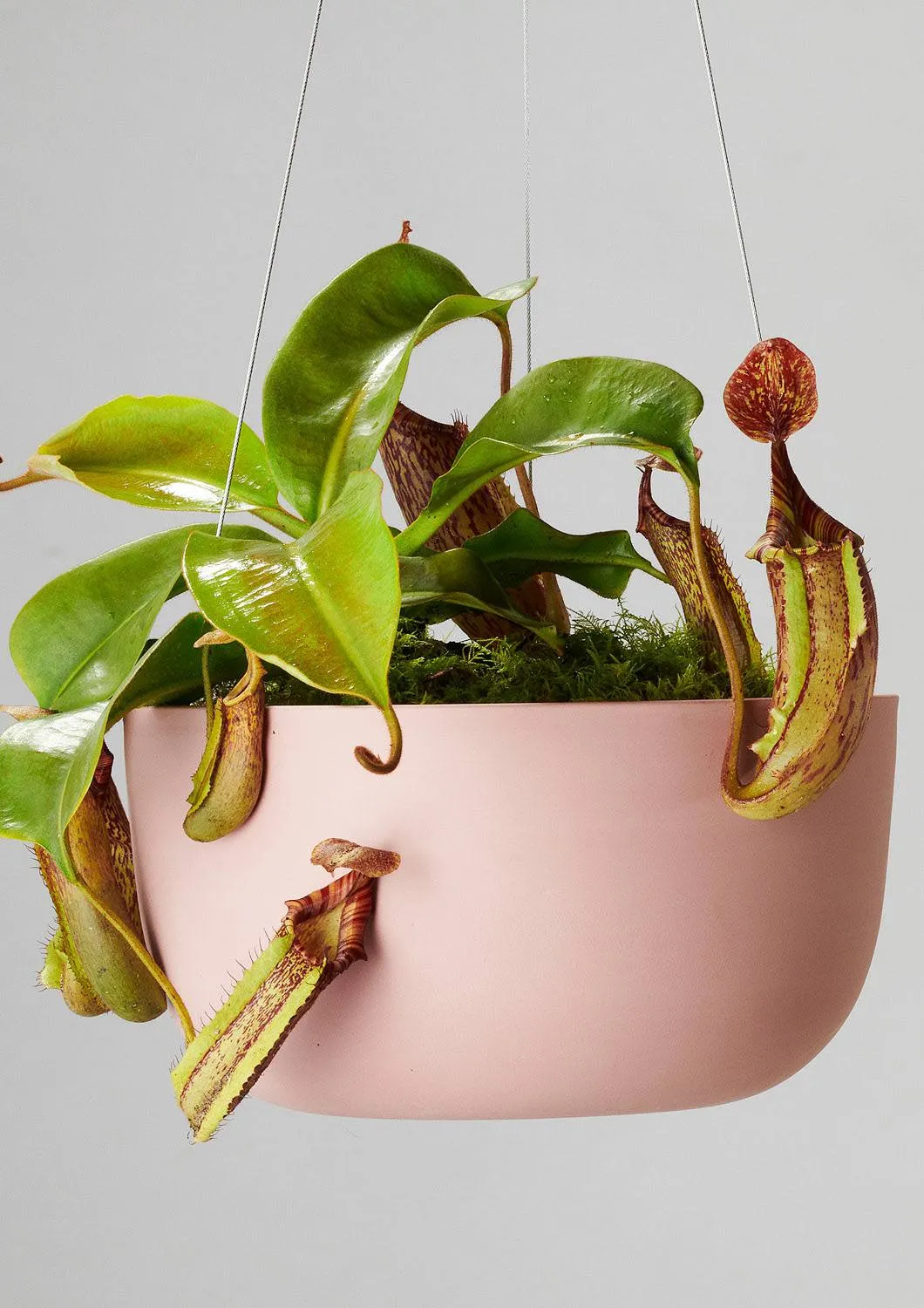 Earth Hanging Pot