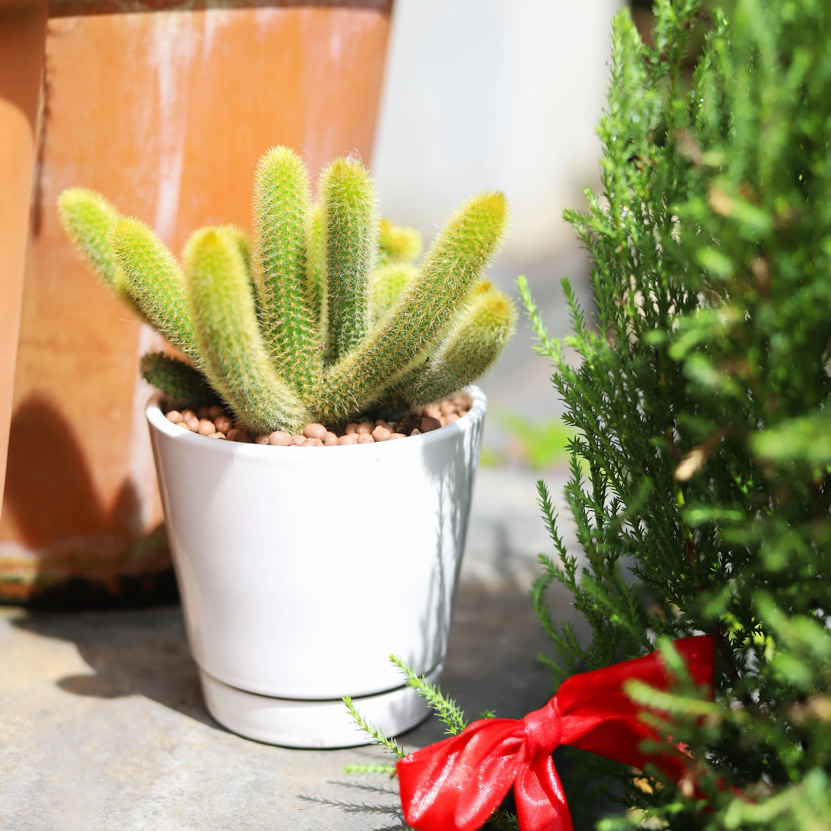 Pack of 3 White Minimalist Ceramic Pots